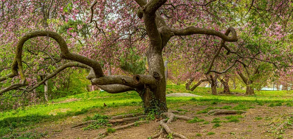 Primavera Central Park Nova Iorque — Fotografia de Stock