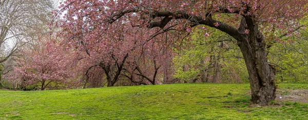 ニューヨーク市セントラルパークの春 — ストック写真