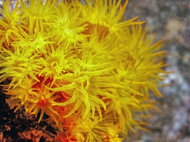 Turuncu kap mercan, Tubastraea coccinea, büyük polip taşlı mercan olarak bilinen bir mercan grubuna aittir.