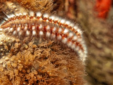 Hermodice carunculata, Amphinomidae familyasına ait bir tür deniz solucanı türüdür.