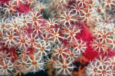 Siphonogorgia godeffroyi, Nidaliidae familyasından yumuşak bir mercan türüdür..