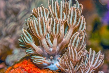 Güney Pasifik 'teki mercan resifi, Endonezya' da yumuşak mercan genişledi ve beslendi