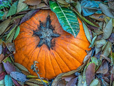 Balkabağı, kabak bitkisinin bir tarlasıdır, en yaygın olarak Cucurbita peposu.
