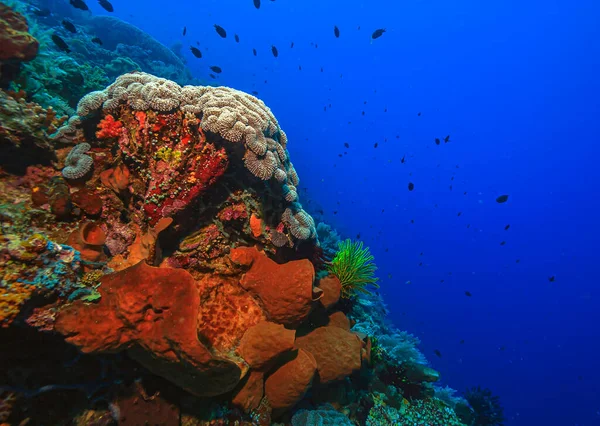 Endonezya 'nın Kuzey Sulawesi adasının açıklarında, Güney Pasifik' teki mercan resifi