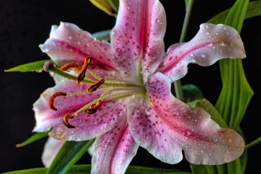 Lilium, Stargazer zambağı doğulu bir zambak türü.