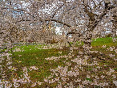 Central Park 'ta bahar, New York' ta çiçek açan kiraz ağaçları