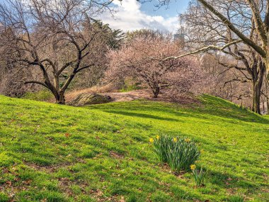 Central Park 'ta bahar, New York' ta çiçek açan kiraz ağaçları