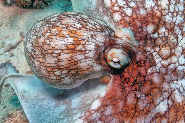 Caribbean Reef Octopus Octopus Briareus Coral Reef Marine Animal Has — Photo