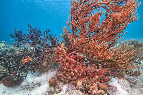 Karibiskt Korallrev Utanför Bonaires Kust — Stockfoto