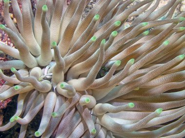 Deniz şakayıkları, aktiniaryanın yırtıcı hayvanlarından oluşan bir gruptur.