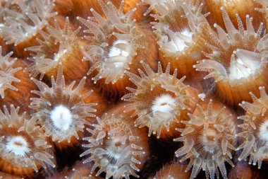 Astreopora is a genus of stony corals in the Acroporidae family. Members of the genus are commonly known as star corals, open polyp at night