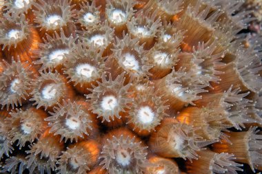 Astreopora is a genus of stony corals in the Acroporidae family. Members of the genus are commonly known as star corals, open polyp at night