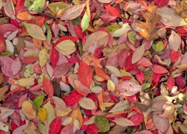 Ormanda sonbahar yaprakları 