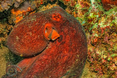 Amphioctopus marginatus, also known as the coconut octopus and veined octopus, is a medium-sized cephalopod belonging to the genus Amphioctopus. 