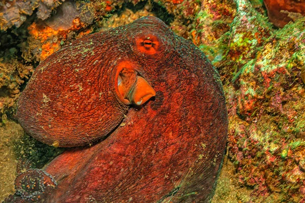 Amphioctopus Marginatus Also Known Coconut Octopus Veined Octopus Medium Sized — Photo