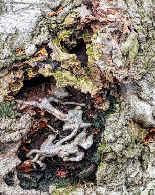 The closeup bark of a Crabapple tree in winter