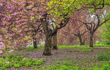 Baharın başlarında New York Central Park 'ta çiçek açan Japon kiraz ağacı.