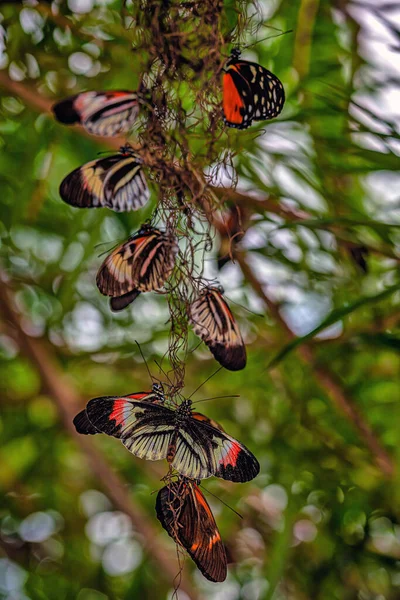 Heliconius Comprises Colorful Widespread Genus Brush Footed Butterflies Commonly Known — Stock Photo, Image