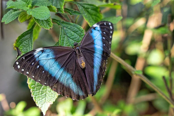 Morpho Peleides Peleides Blue Morpho Common Morpho Iridescent Tropical Butterfly — Stock Photo, Image