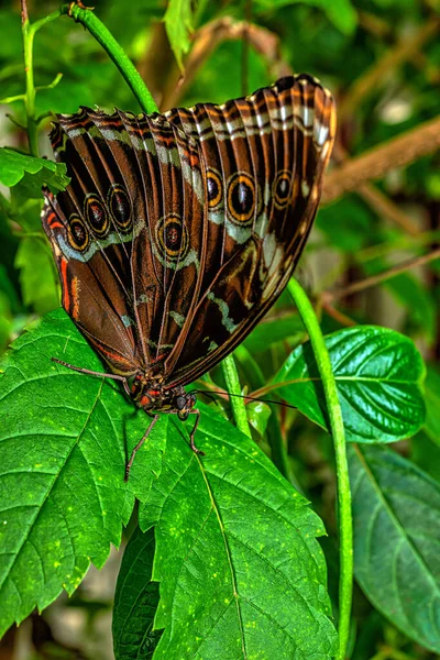 Morpho Peleides Peleides Blue Morpho Common Morpho Iridescent Tropical Butterfly — Stock Photo, Image