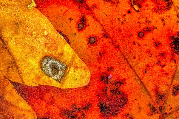Autumn fall foliage in forest closeup of leaf that has been frozen