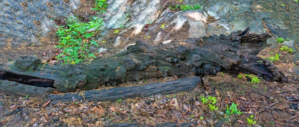 Large Log Spring Rain Central Park — Stock Photo, Image