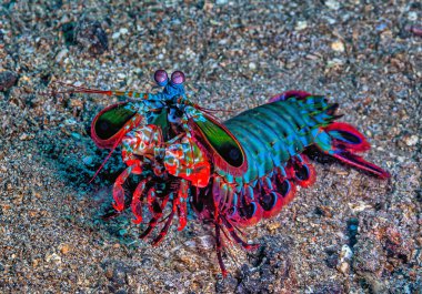 Odontodactylus scyllarus, commonly known as the peacock mantis shrimp, , 