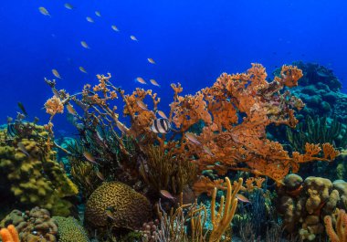 Bonaire adasının kıyısındaki Karayip mercan resifleri