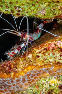 Stenopus hispidus, Stenopodidea 'ya ait karides benzeri bir kabuklu deniz hayvanı. Yaygın isimler arasında bantlı mercan karidesi ve şeritli temiz karides yer alıyor..