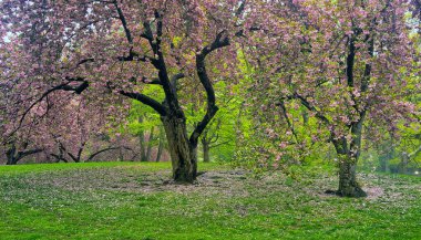 Central Park 'ta bahar, New York