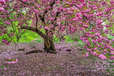Central Park 'ta bahar, New York