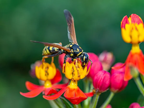 Yellowjacket Yellow Jacket Common Name North America Predatory Social Wasps — Stock Photo, Image