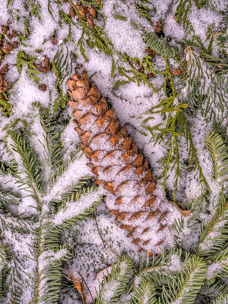 Coulter Pine Big Cone Pine Pinus Coulteri Family Pinaceae — Stock Photo, Image