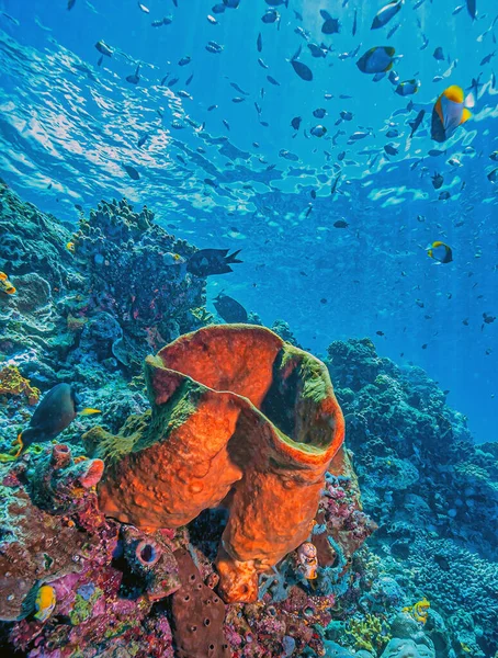 Rafa Koralowa Południowym Pacyfiku Wybrzeży Północnego Sulawesi Indonezja — Zdjęcie stockowe