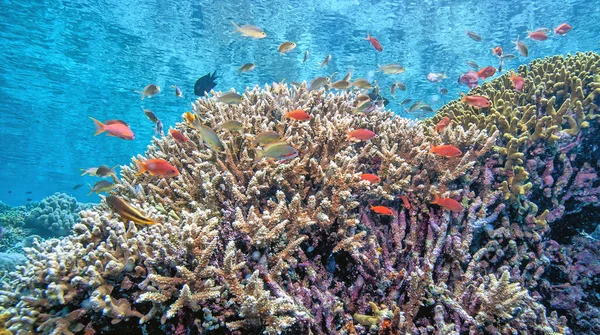 印度尼西亚北苏拉威西沿海南太平洋的珊瑚礁 — 图库照片