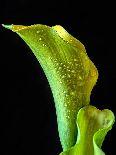 Yellow Calla Lily Arrangement Black Background Water Drops — Stock Fotó