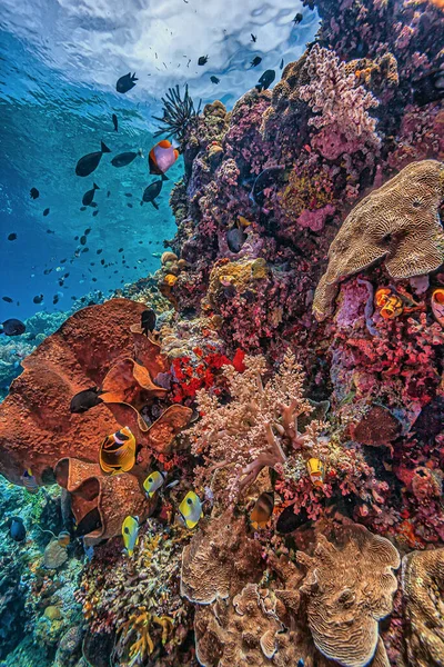 Korallzátony Csendes Óceán Déli Részén Észak Sulawesi Partjainál Indonézia — Stock Fotó