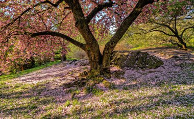 Central Park 'ta bahar, New York' ta Japon kiraz ağaçları çiçek açmış.