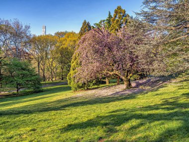 Central Park 'ta bahar, New York' ta Japon kiraz ağaçları çiçek açmış.