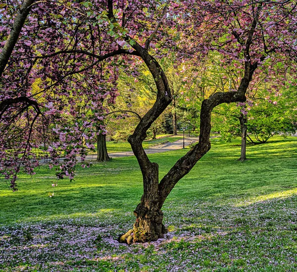 Printemps Central Park New York Avec Des Cerisiers Japonais Pleine — Photo