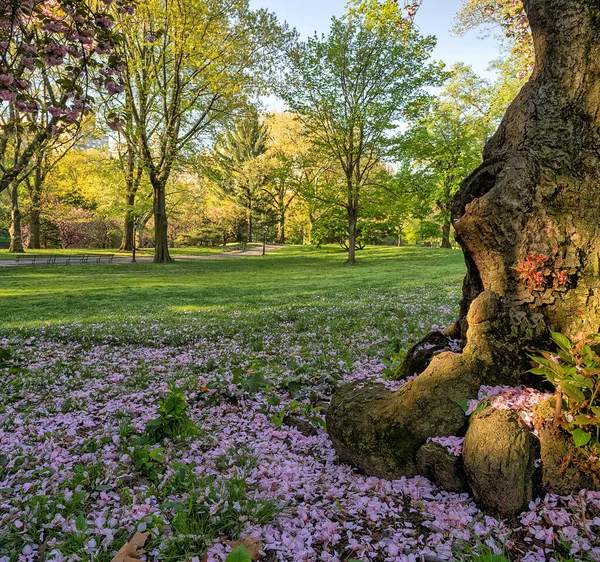 Central Park Bahar New York Japon Kiraz Ağaçları Çiçek Açmış — Stok fotoğraf