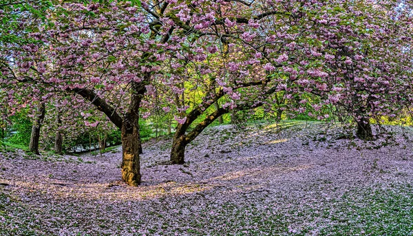 Våren Central Park New York City Med Japanska Körsbärsträd Full — Stockfoto