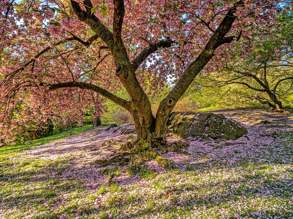 Wiosna Central Parku Nowy Jork Japońskimi Wiśniami Pełnym Rozkwicie — Zdjęcie stockowe