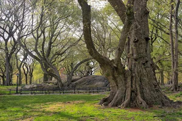 Spring Central Park New York City Two Very Old Large — Stock Photo, Image