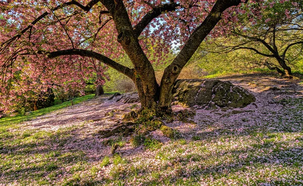Primavera Central Park Nova York Com Cerejeiras Japonesas Plena Floração — Fotografia de Stock