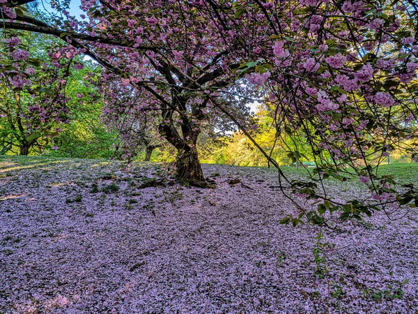 Frühling Central Park New York City Mit Japanischen Kirschbäumen Voller — Stockfoto