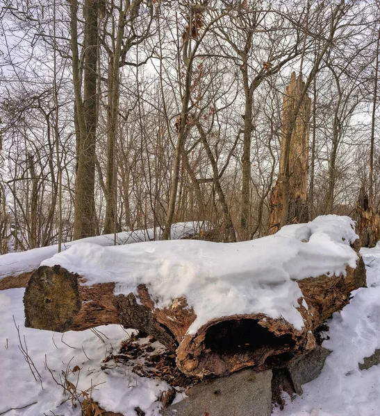 Kışın Central Park 'ta, çok büyük bir kütük manzarası var.