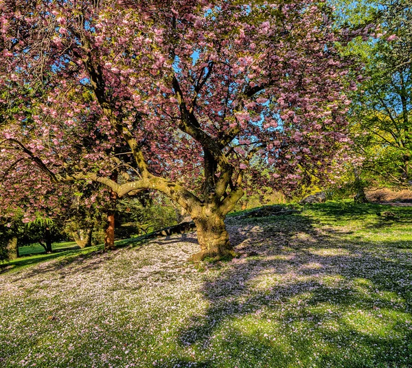 Frühling Central Park New York City Mit Japanischen Kirschbäumen Voller — Stockfoto