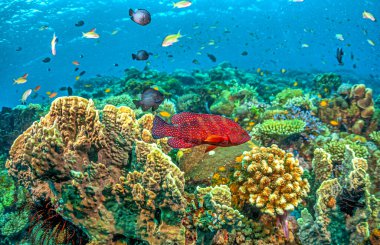 Cephalopholis miniata, also known as the coral grouper, coral hind, coral rock cod, coral cod, coral trout, round-tailed trout or vermillion seabass is a species of marine ray-finned fish, a grouper
