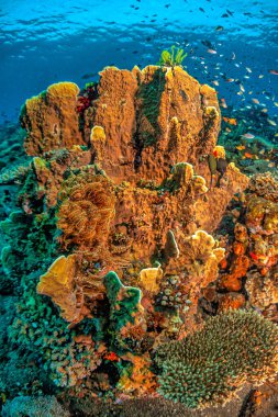 Coral reef in South Pacific off the coast of the island of Bali in Indonesia clipart